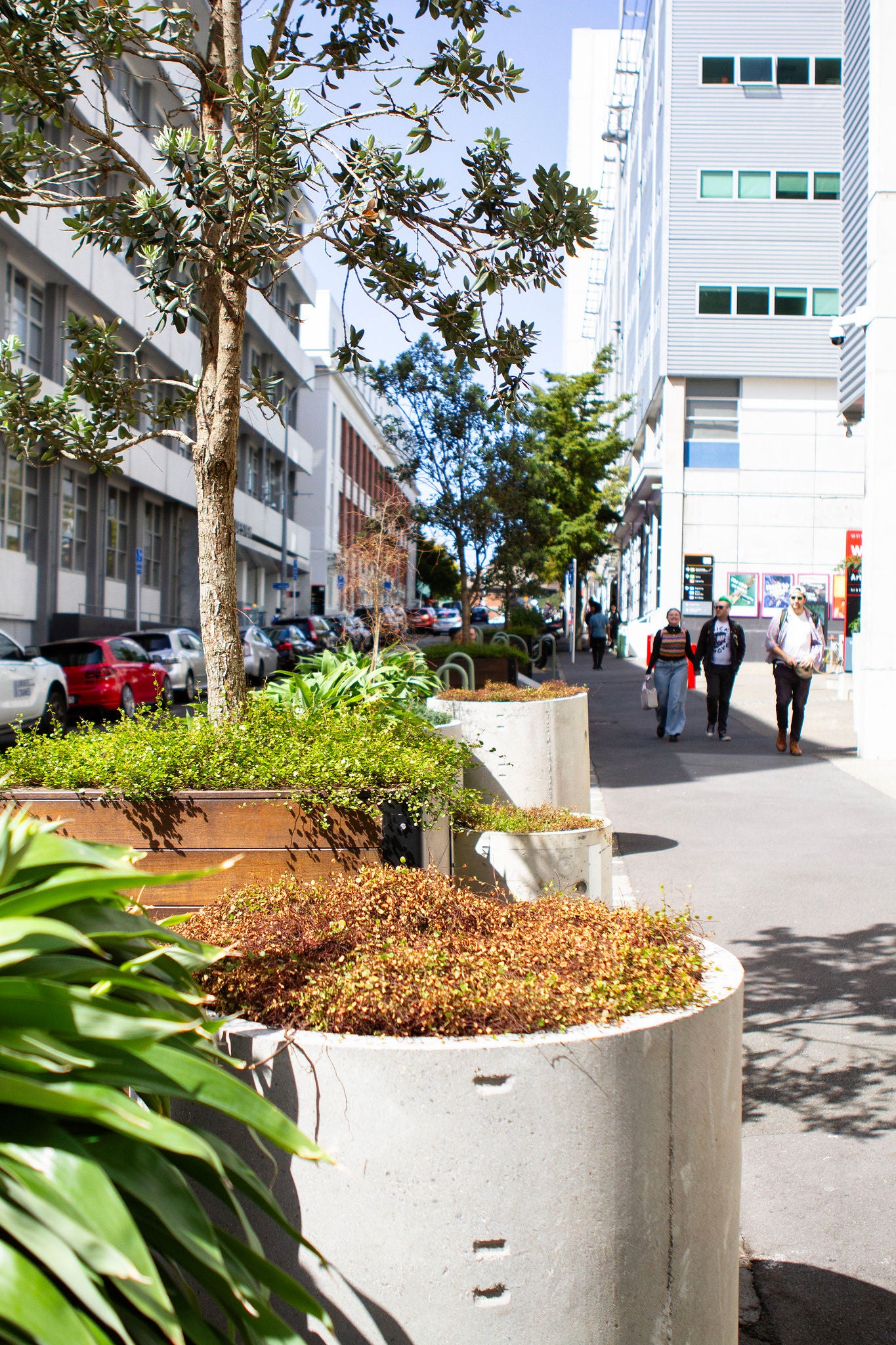 Looking down St Paul's street in downtown Auckland, there are cylindrical concrete planters with native plants like Renga Renga and pōkākā, alongside large wooden planters with Pohutukawa on new pavement where the road used to be. The AUT visual arts building is in the background. 