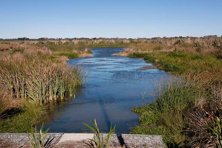 A new wetland created to bolster the flooding resilience of a new development.