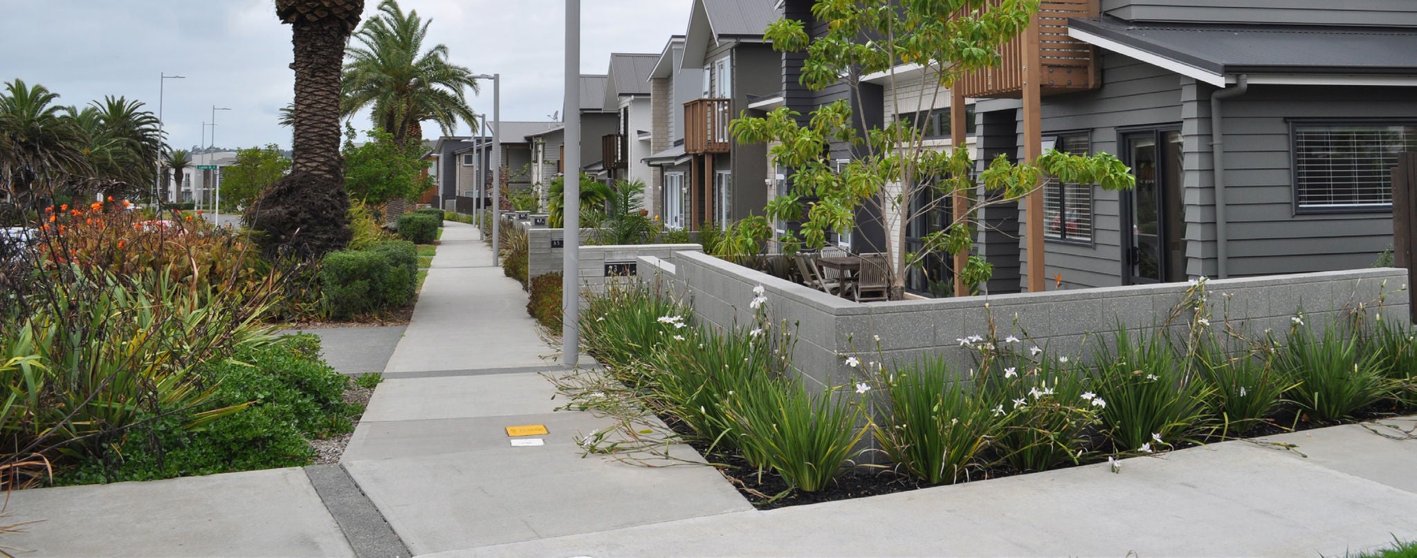 Image of a corner section with grey houses, grey wall, adorned by white irises overhanging the footpath, with a huge palm tree in the background.  