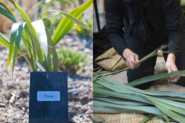 A split screen; on the left is a planting of Paoa, on the right is a person weaving flax.