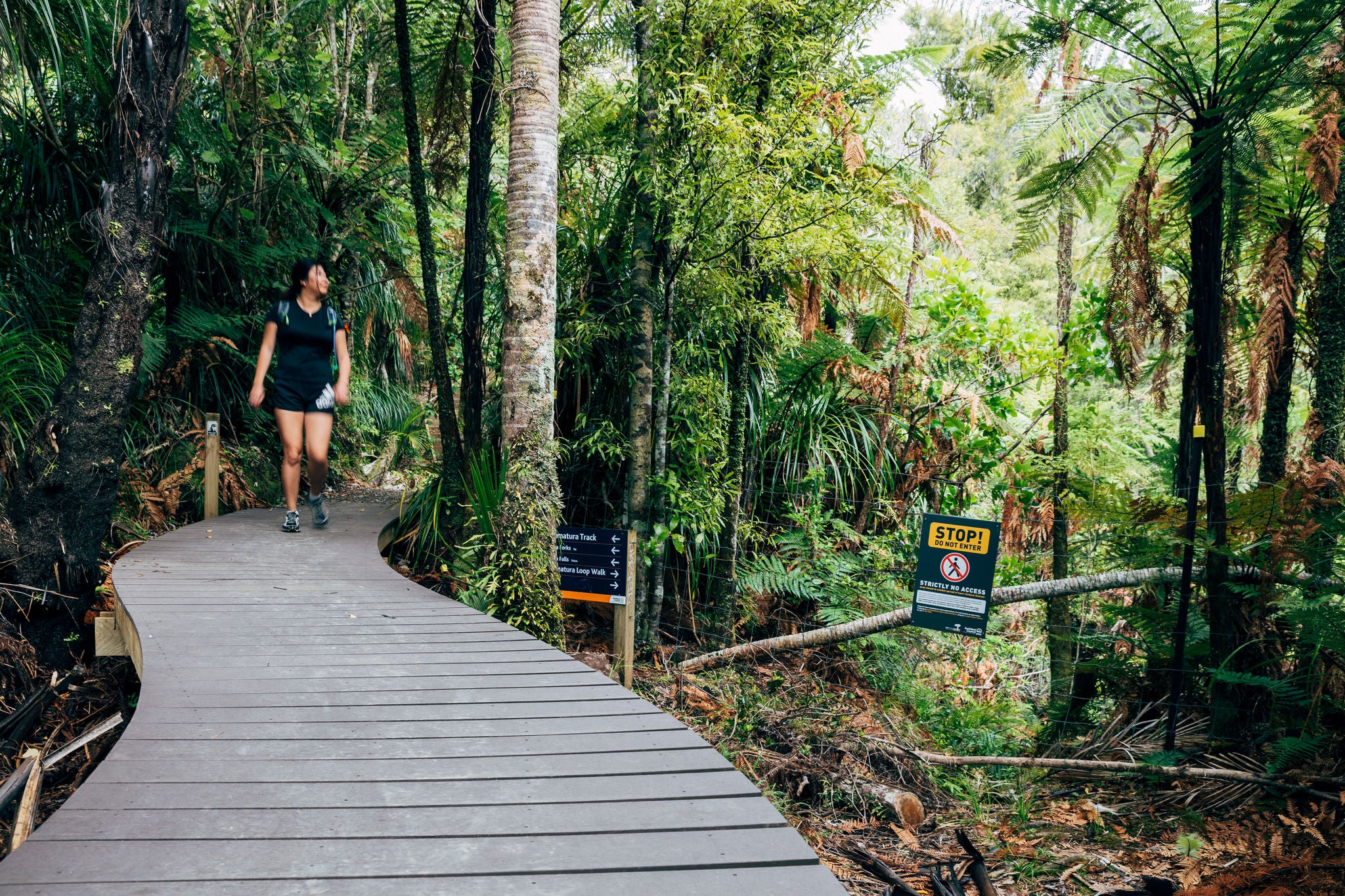 A young woman walks down a boardwalk in a forest. There are towering tree ferns, nikau palms and lush green undergrowth. To her left is a fenced off section with a small sign that reads 'STOP! Do not enter', with a no walking icon. This is regenerating bush. 