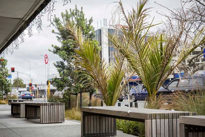 A public streetscape with native palms and trees.