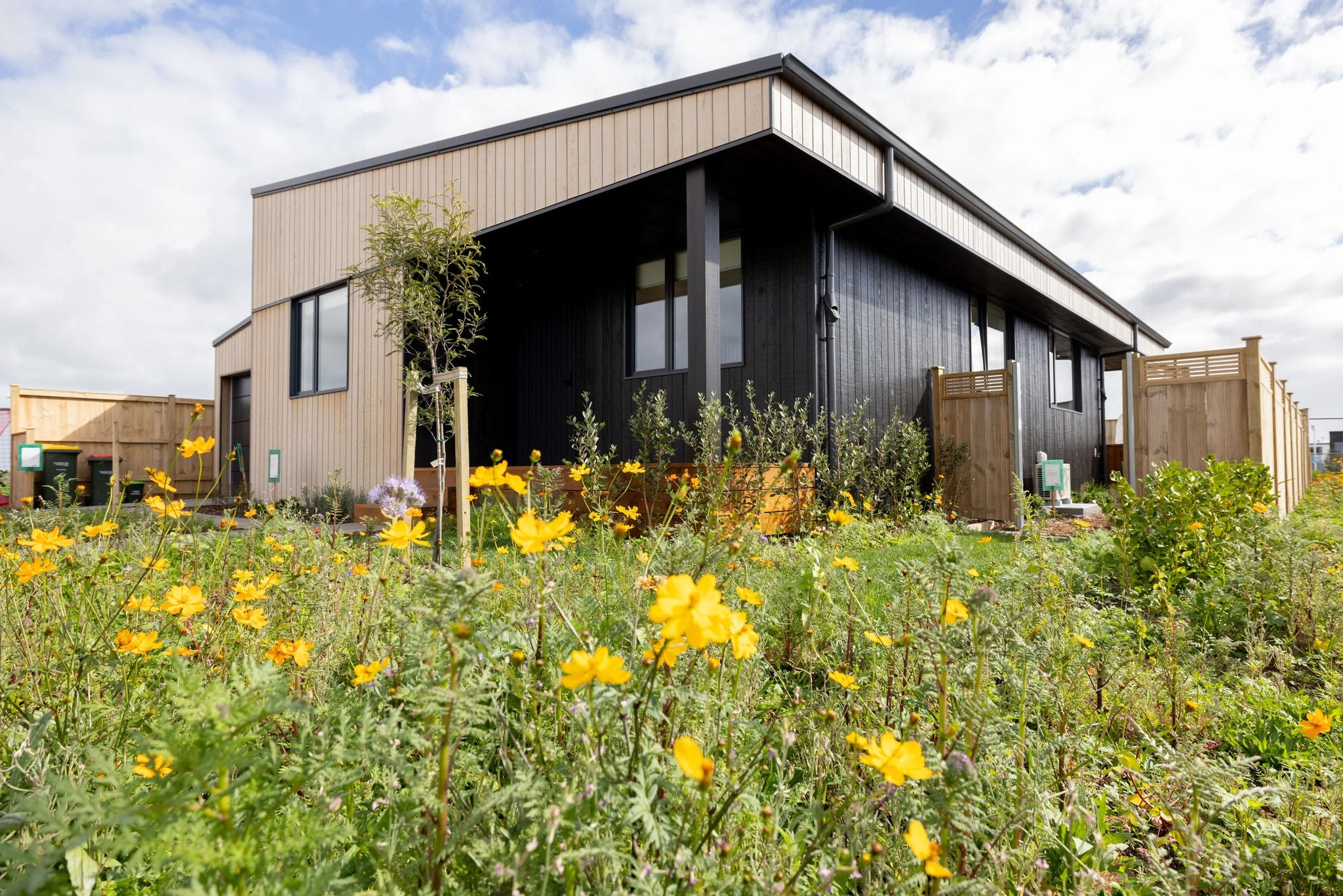 A modern house with timber cladding sits under sunny cloudy sky, in a meadow of yellow flowers