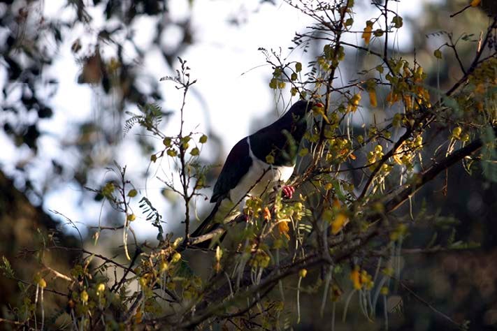 A kereru bird sits on a bough of kowhai.